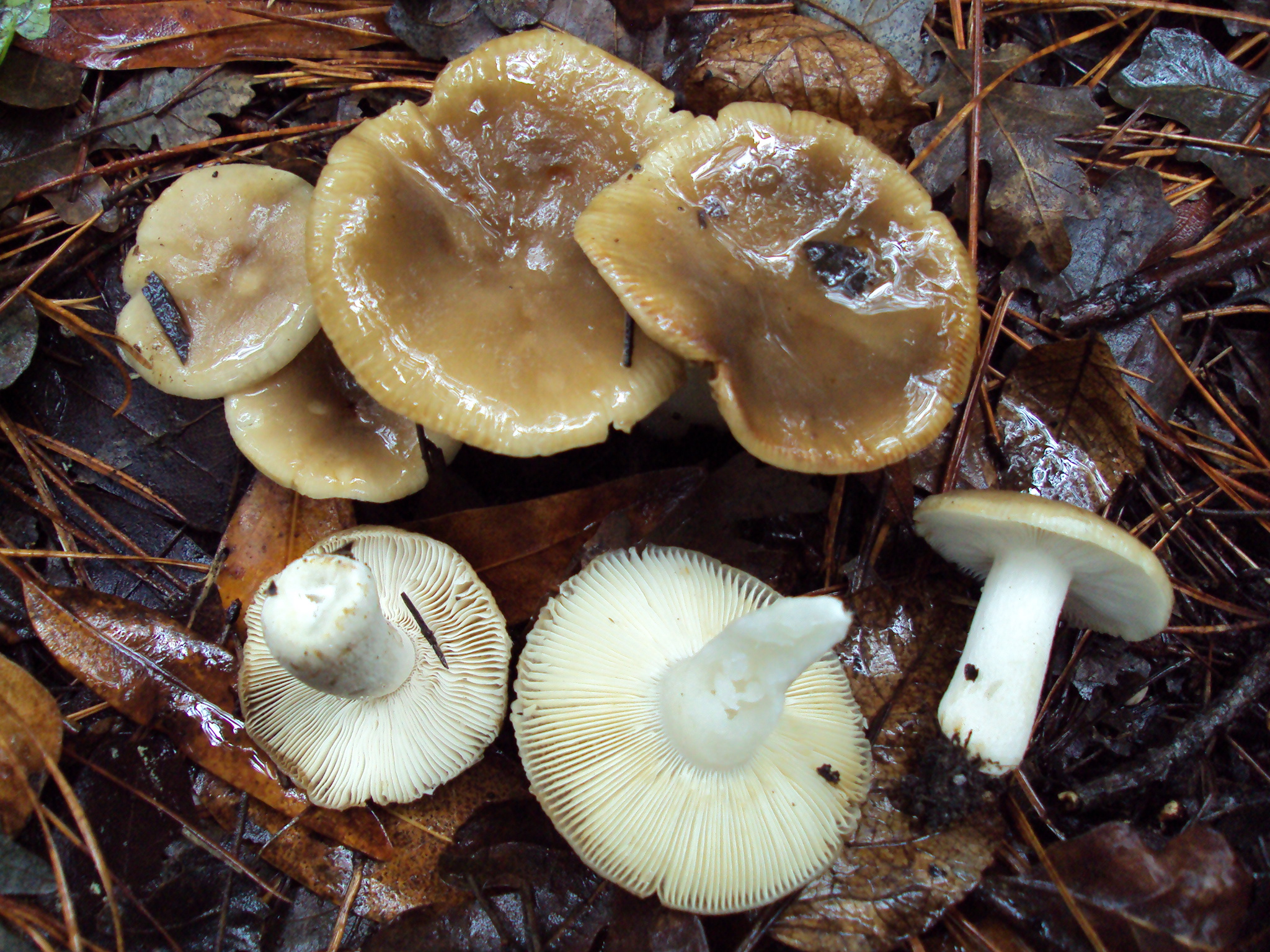เห็ดน้ำหมากแดง, Red-capped Russula (Russula amoenolens)