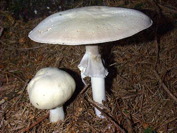 Okrabriska (Hebeloma crustuliniforme)