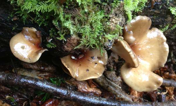 Bay Polypore (Polyporus durus)