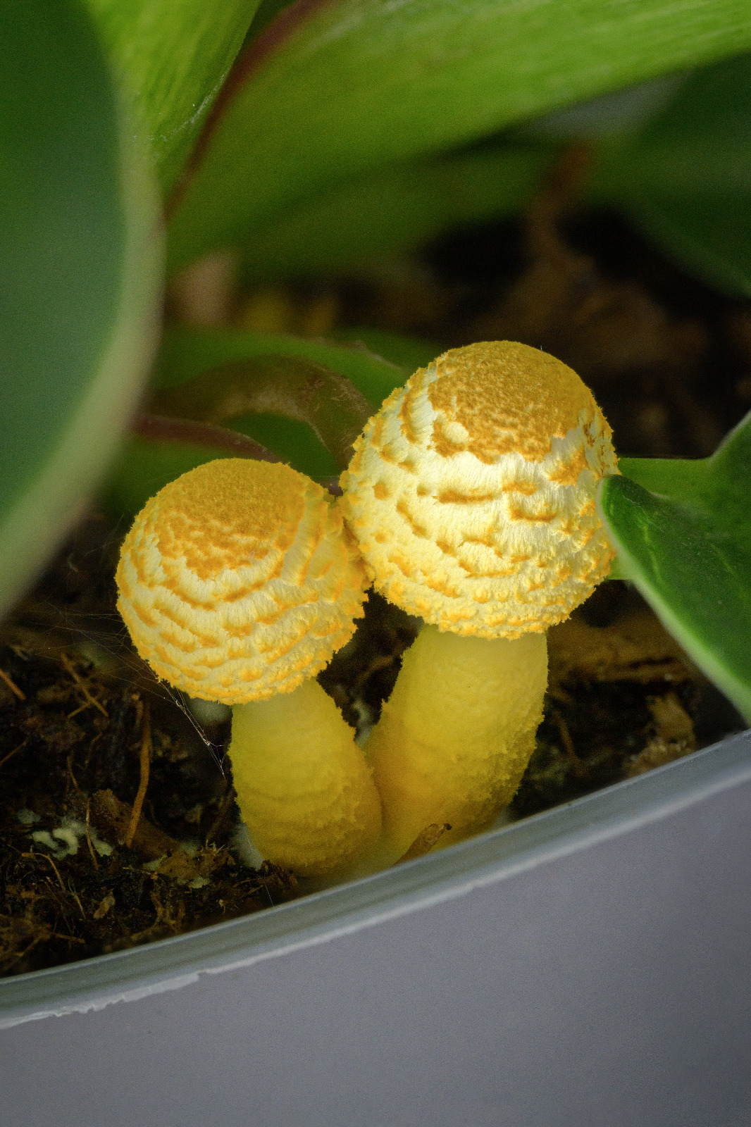 Saksı Mantarı (Leucocoprinus birnbaumii)