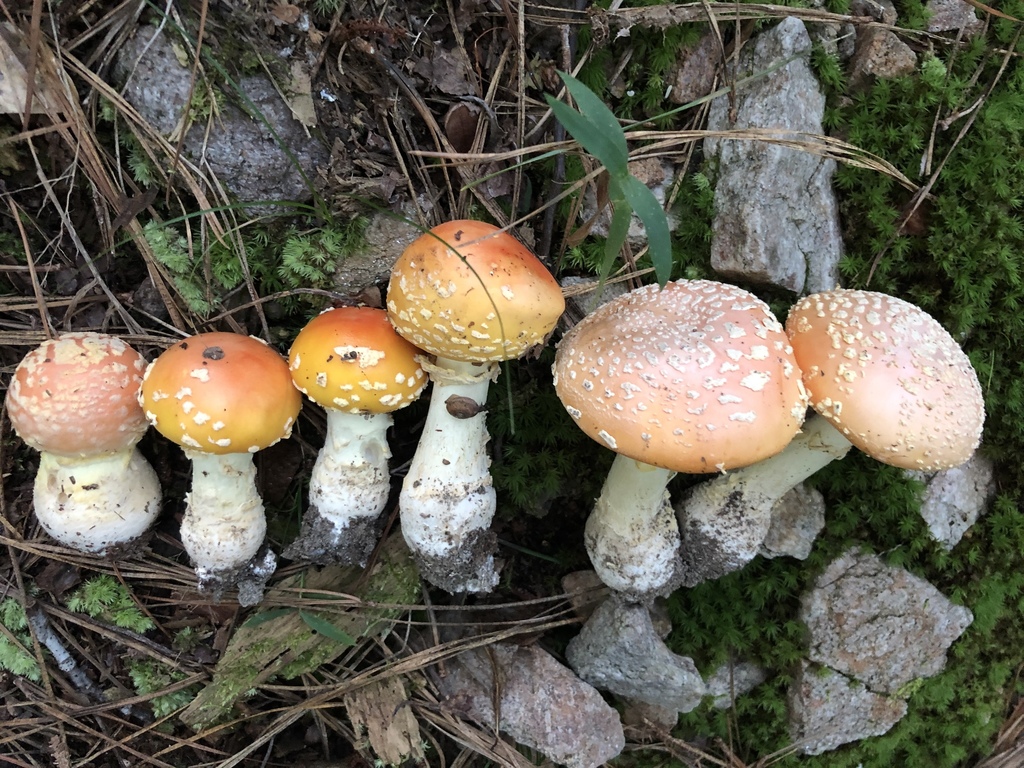 桃红鹅膏菌 (Amanita persicina)
