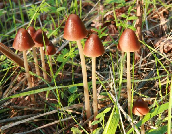 Konik Kırılgan Saplı Mantar (Psathyrella conopilus)