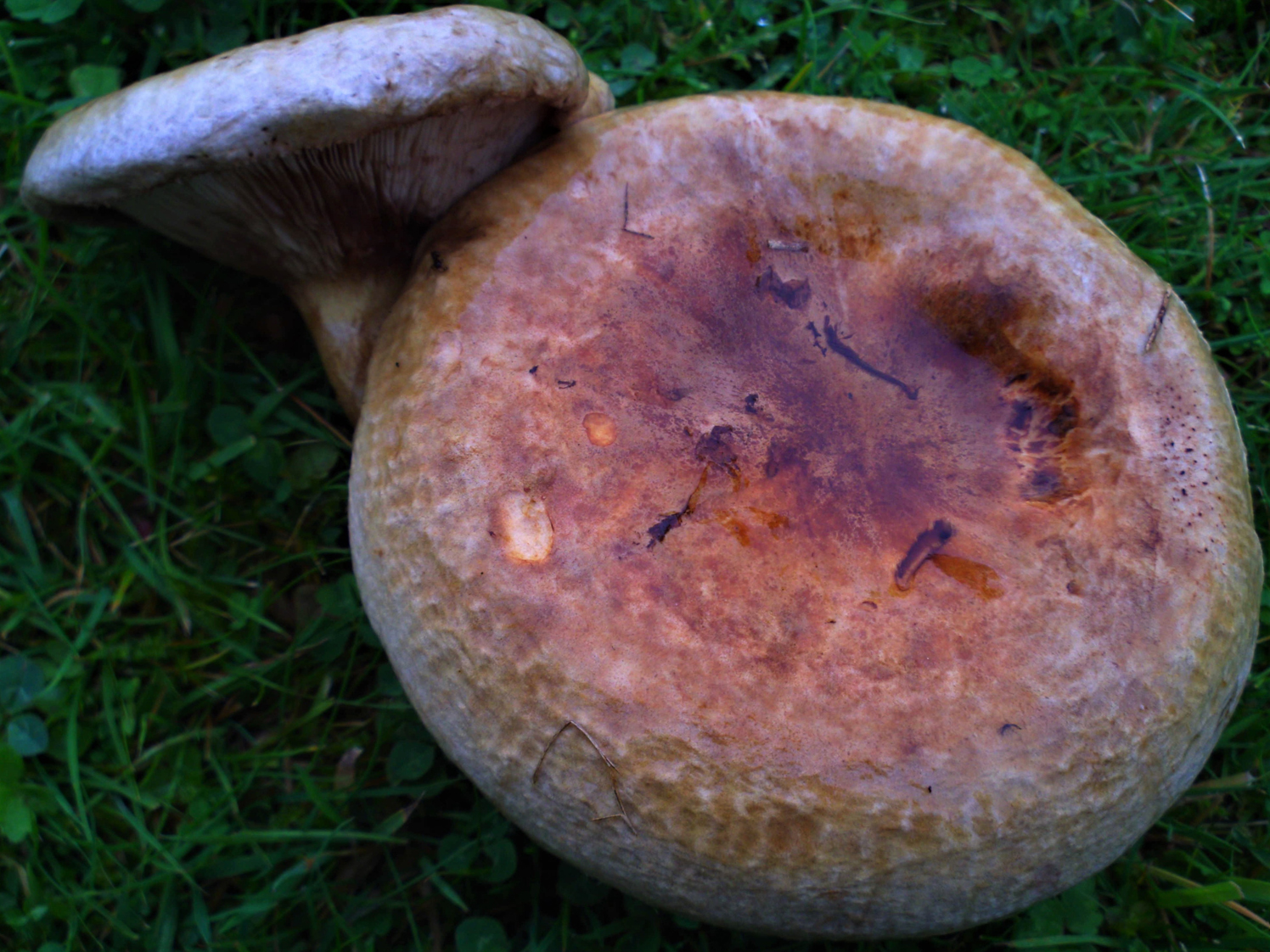 เห็ดขี้ควายน้ำตาล, เห็ดหมวกม้วนน้ำตาล (Paxillus involutus)