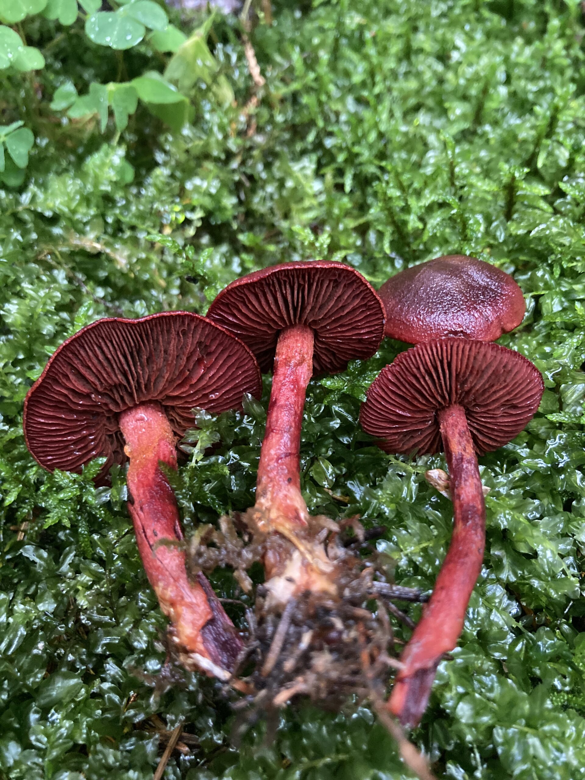 Tegelröd slöjskivling (Cortinarius rubellus)