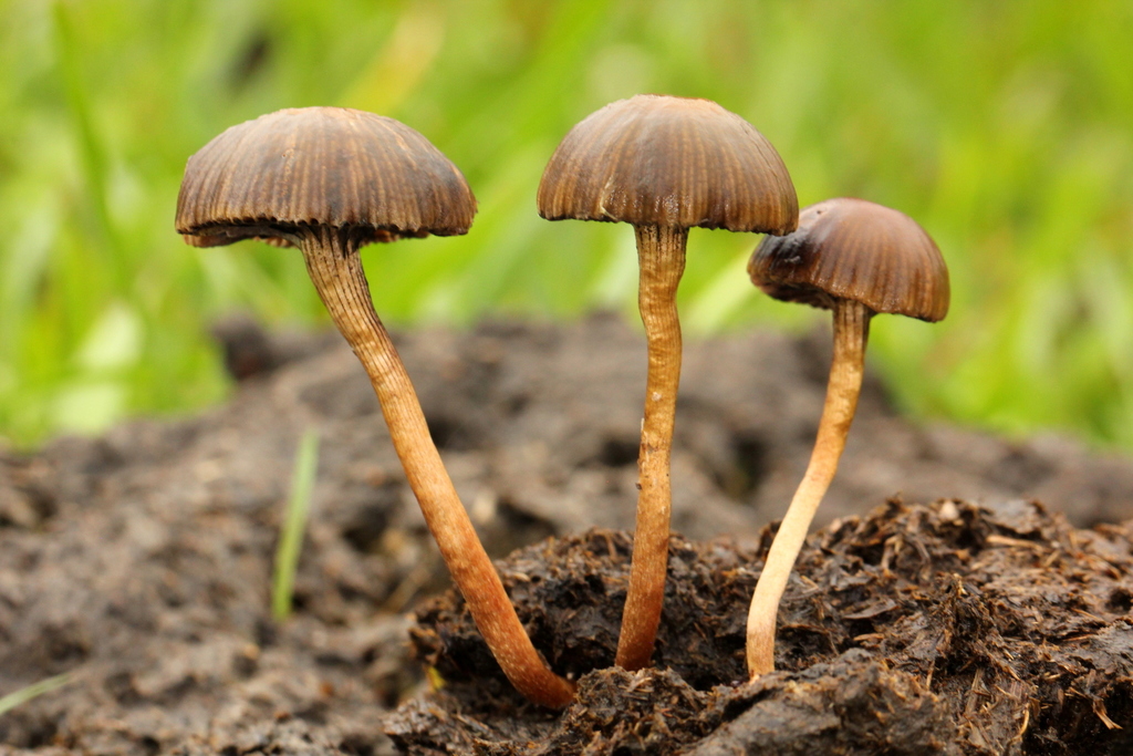 Gübre Seven Psilocybe (Deconica coprophila)