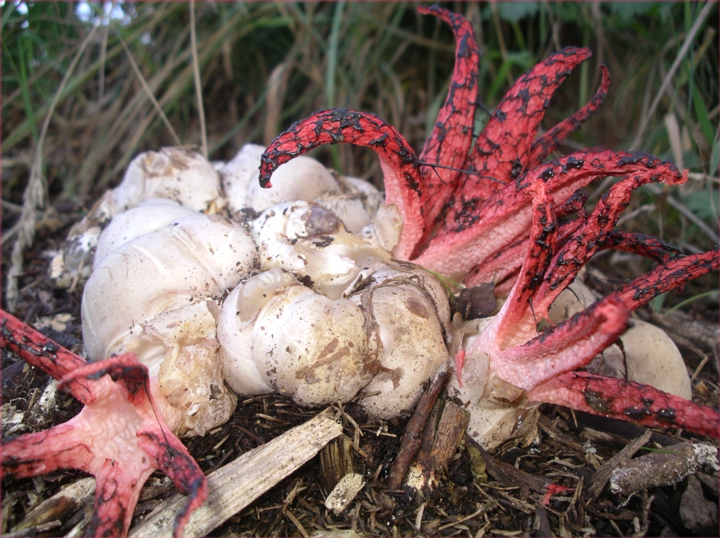 Sepet Kokarca Mantarı (Clathrus archeri)