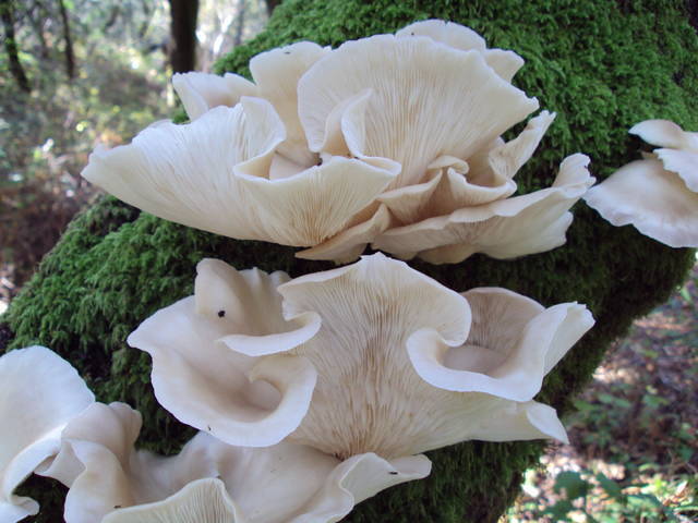 Plúcnik hlivovitý (Pleurotus pulmonarius)