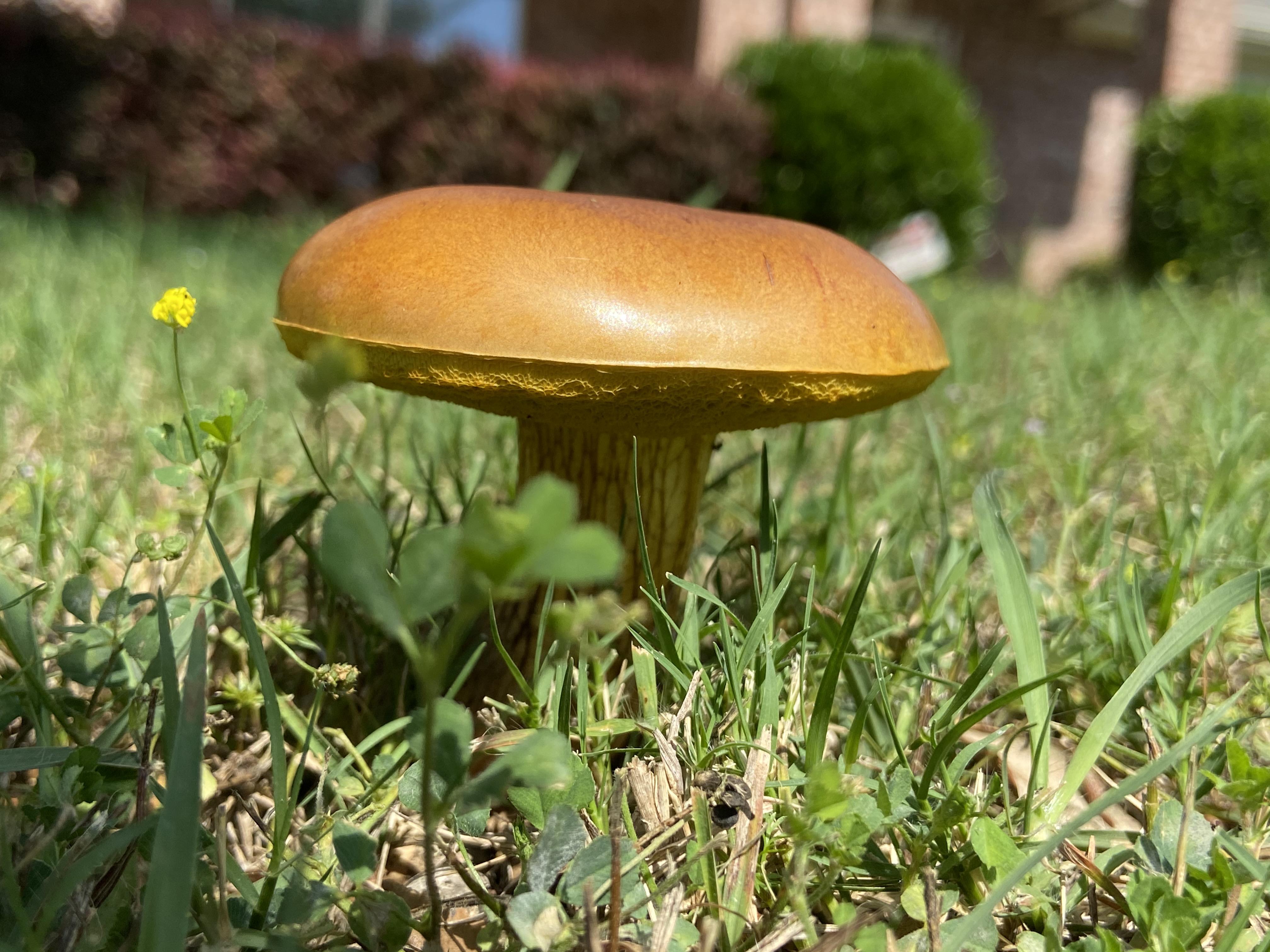黄柄牛肝菌 (Boletus auripes)