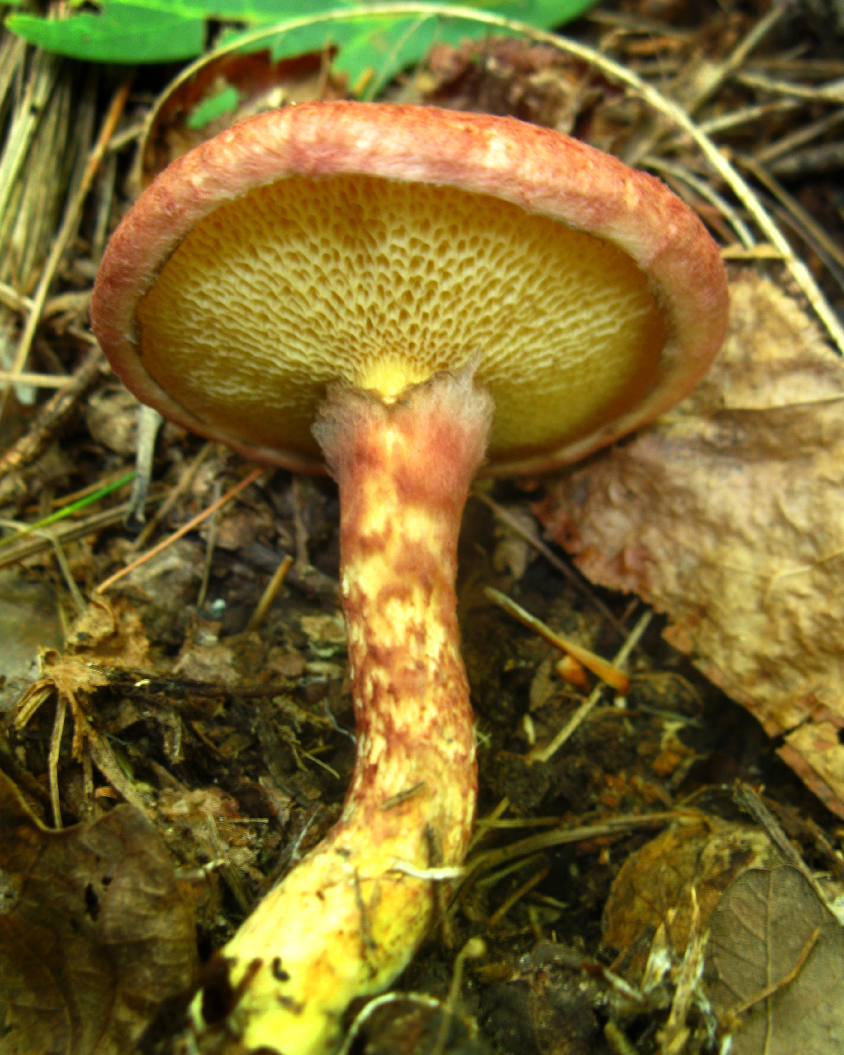 Painted Suillus (Suillus spraguei)
