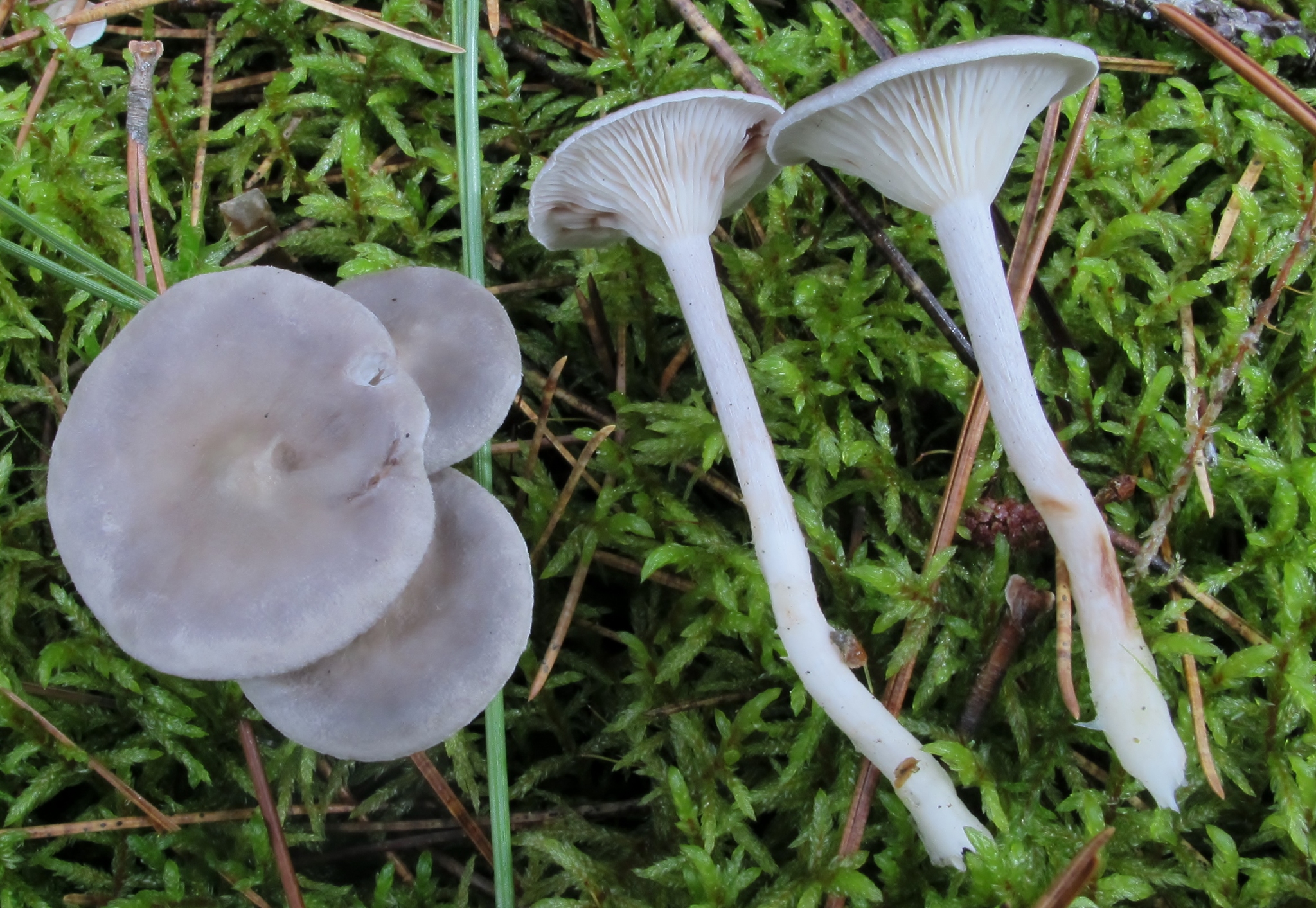 Грейлінг (Cantharellula umbonata)