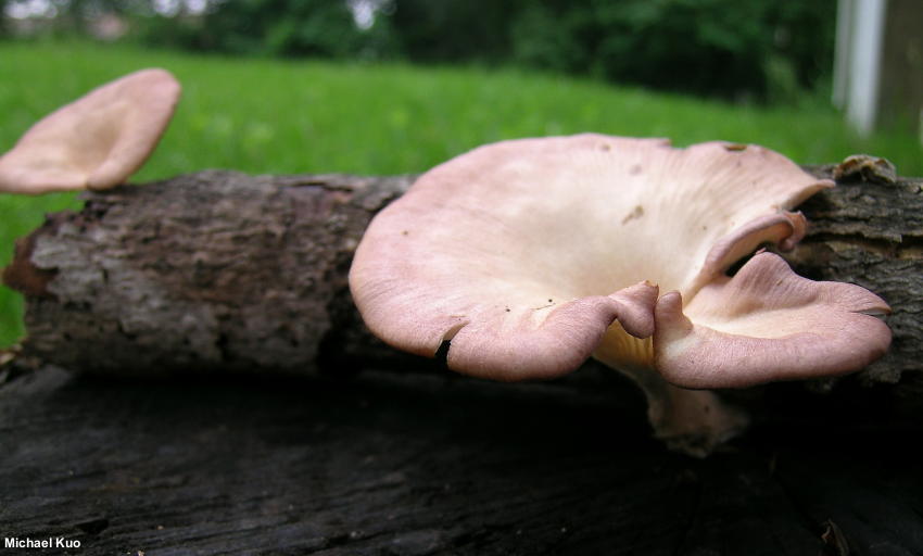 Hairy Panus (Panus conchatus)