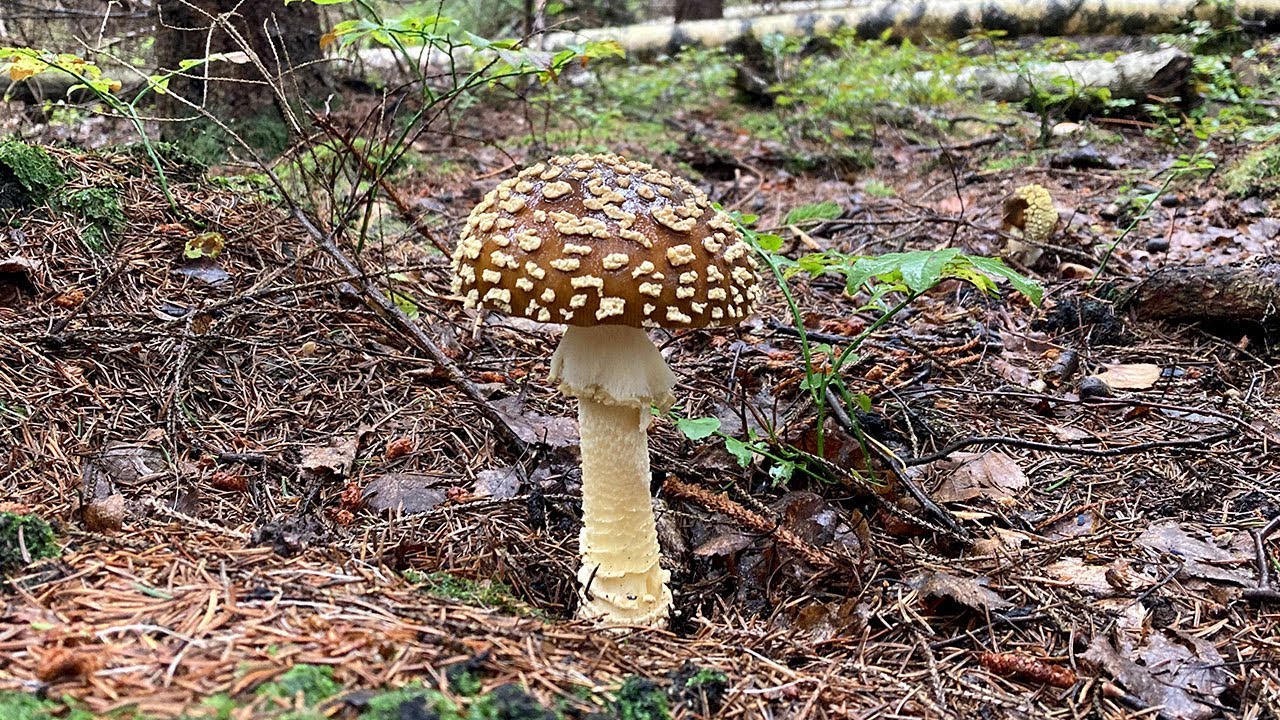 Brun flugsvamp (Amanita regalis)