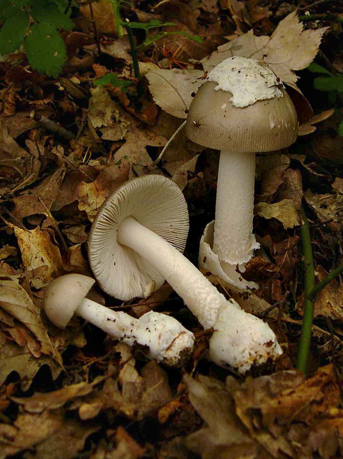 Grå kamskivling (Amanita vaginata)