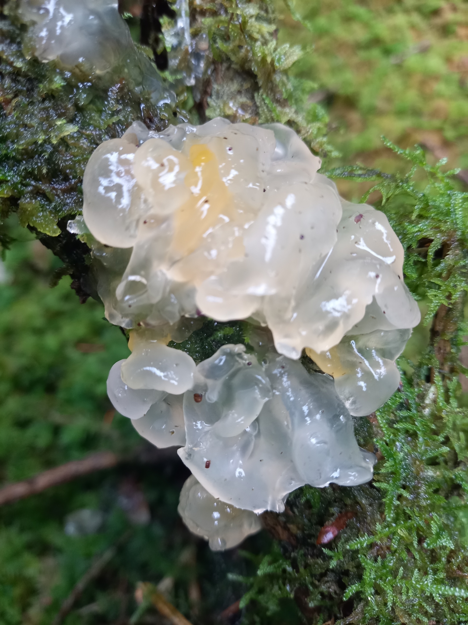 Vit Geléöra (Exidia nucleata)