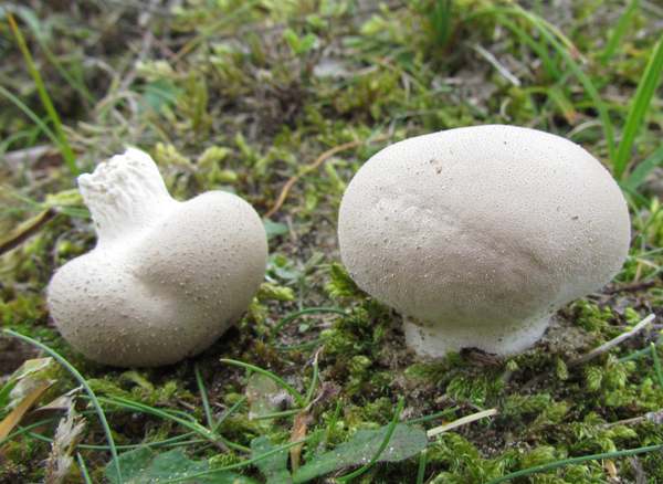 Püsküllü Mantar, Puf Mantarı (Lycoperdon)