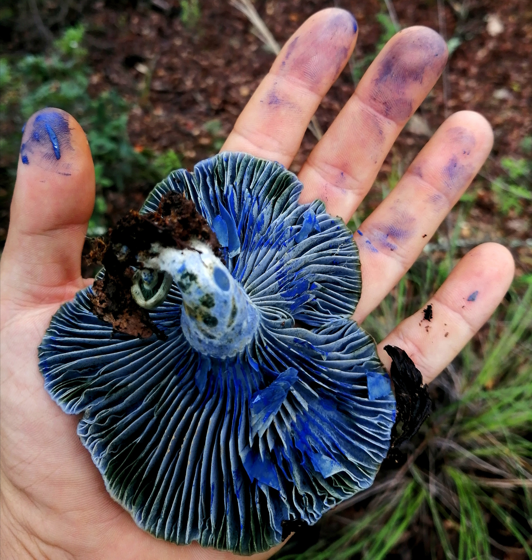 อินดิโกมิลค์แคป (Lactarius indigo)