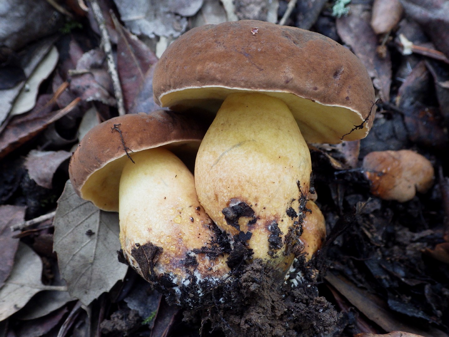 Common Funnel (Chonemorpha fragrans)