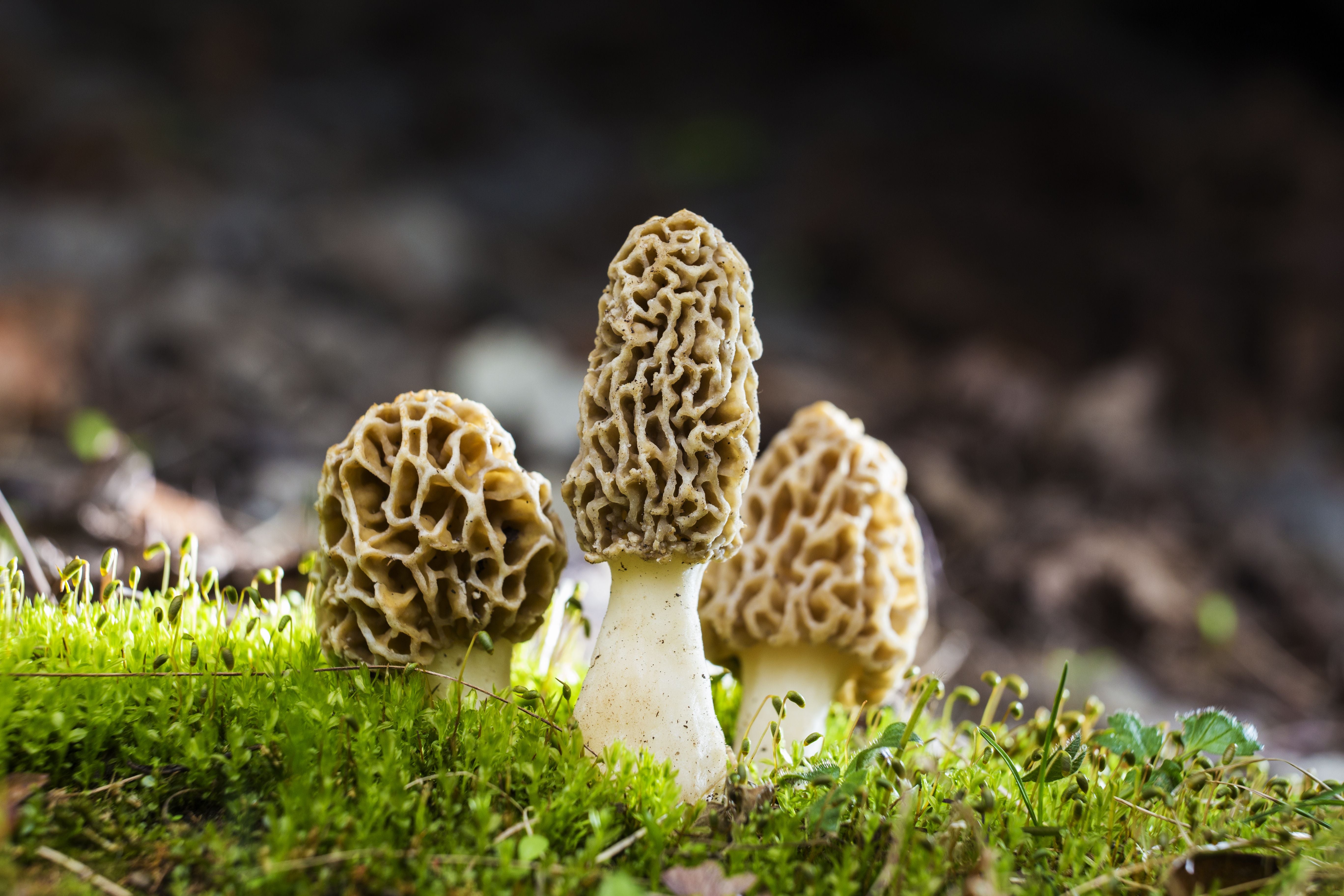 Зморшок делікатесний (Morchella deliciosa)