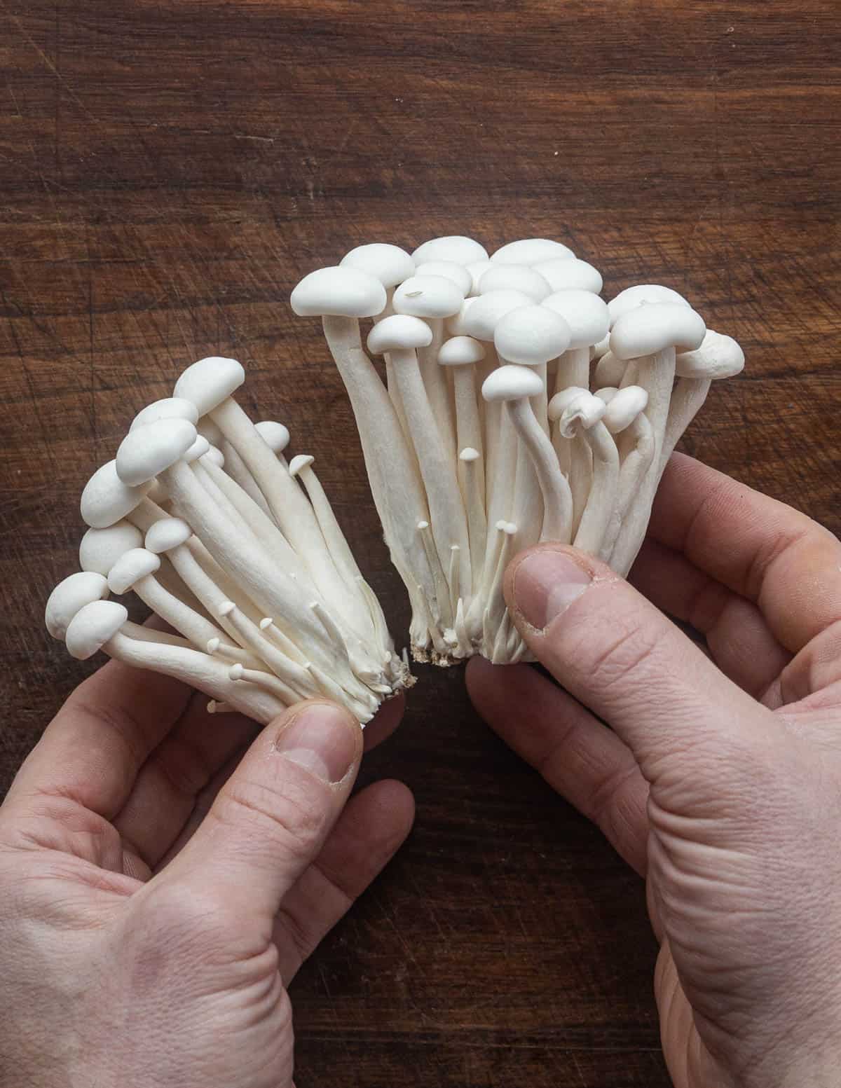 Tegelröd slätskivling (Hypsizygus tessulatus)
