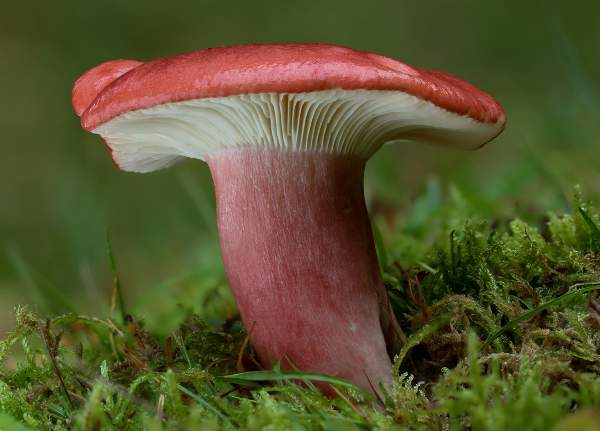 Криваво-червона сироїжка (Russula sanguinaria)