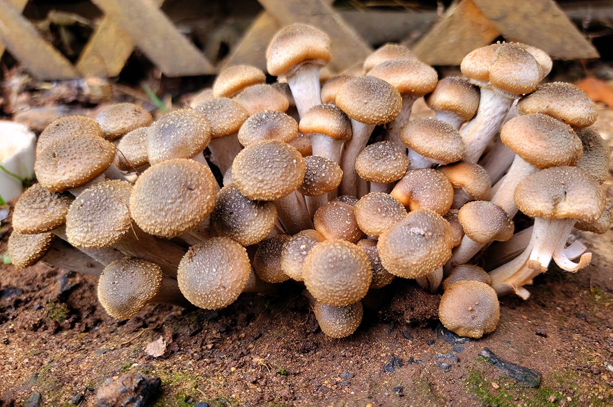 Brun Honungsskivling (Armillaria ostoyae)