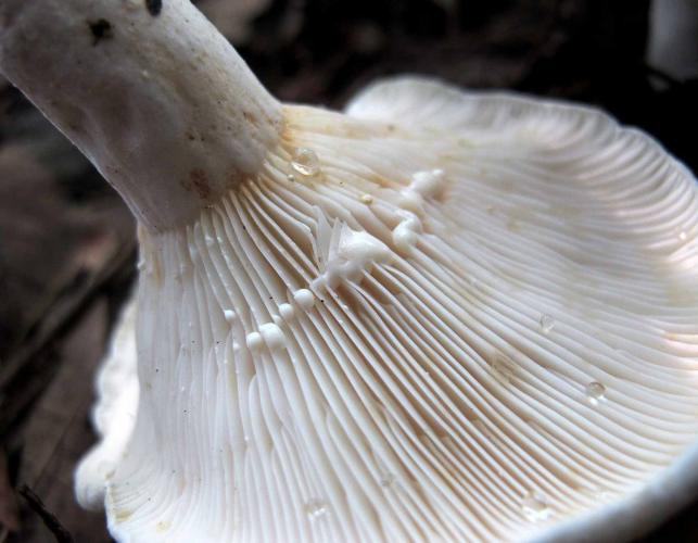 Blekmusseron (Tricholoma stiparophyllum)