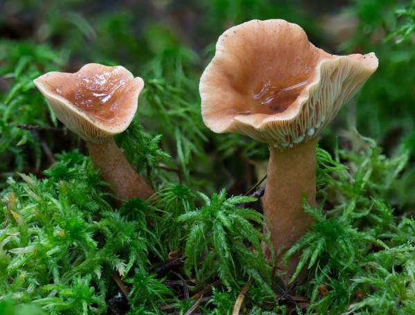 Breza mliečna (Lactarius betulae)