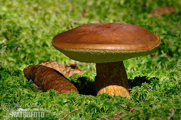 澳洲褐绒盖牛肝菌 (Aureoboletus australiensis)