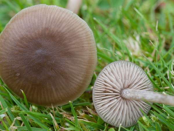 Ingen tillgänglig (Entoloma sericeum)