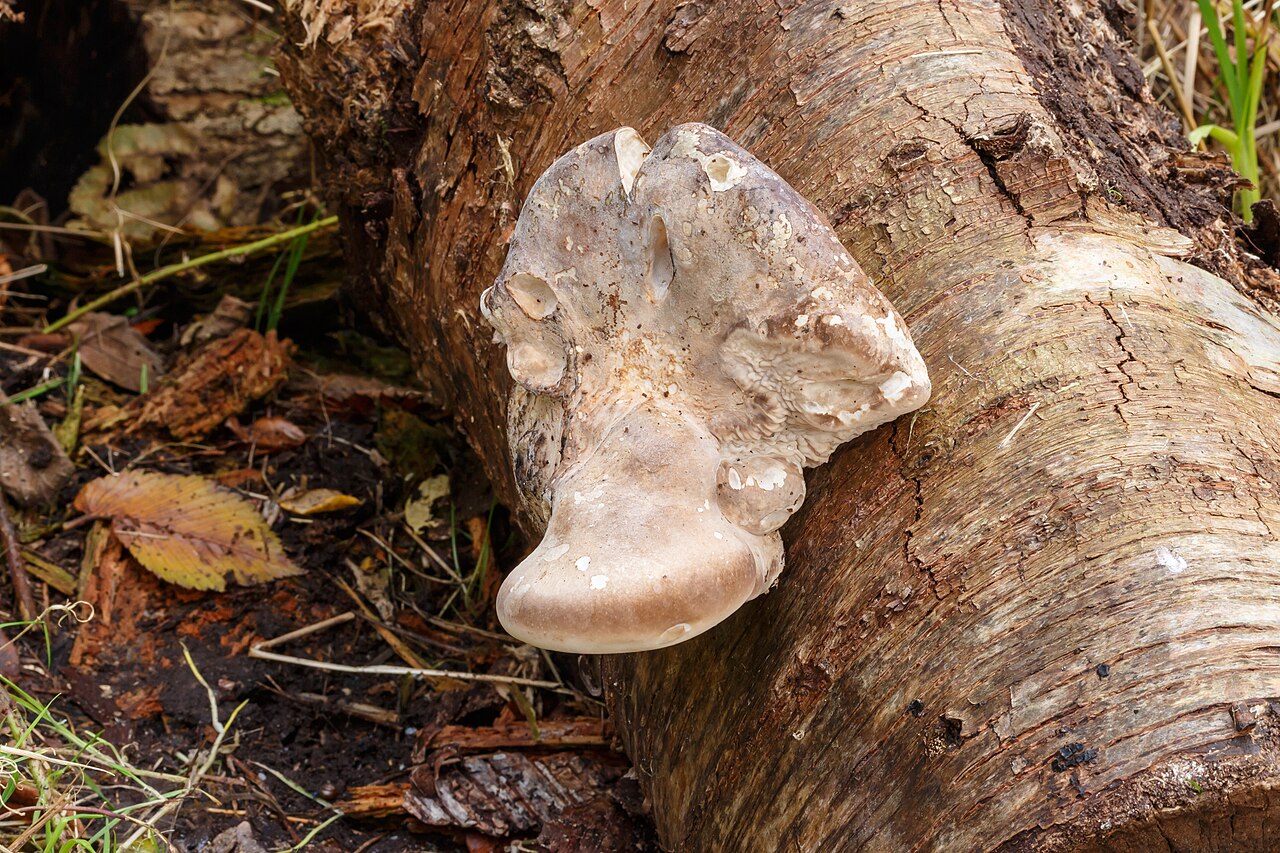 Brezovník (Piptoporus betulinus)