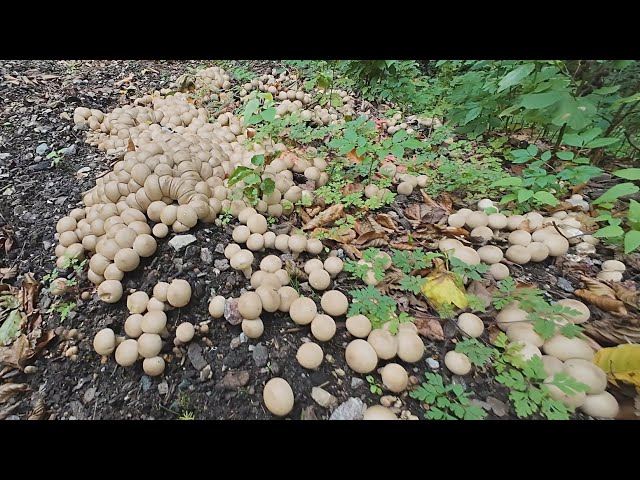 Pýchavka olovová (Lycoperdon lividum)