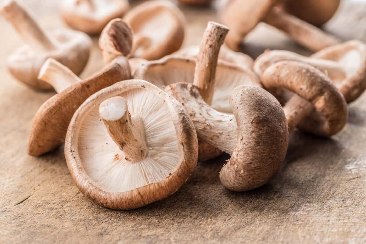 Húževnatec jedlý (Lentinula edodes)