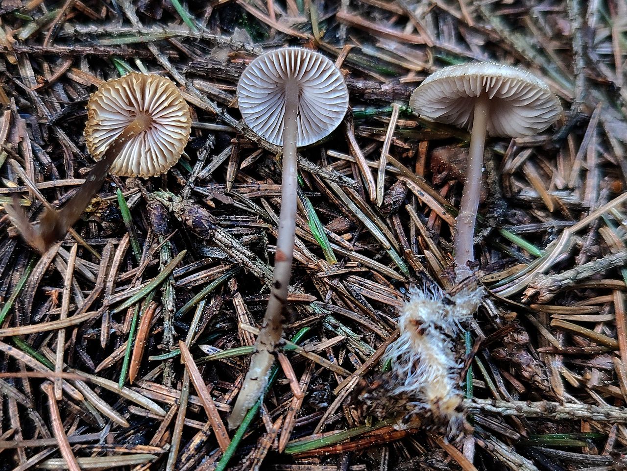 Kottmycena (Mycena strobilicola)