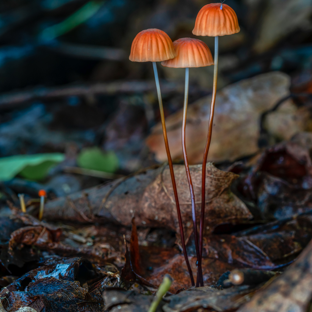 Yaka Paraşüt Mantarı (Marasmius rotula)