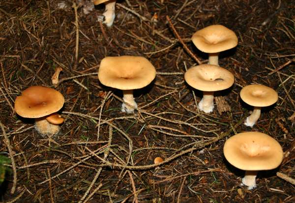 เห็ดกรวยสามัญ (Clitocybe gibba)