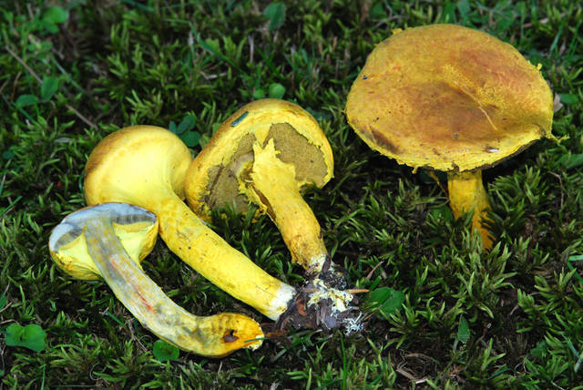 Sírovec žltý (Neoboletus pseudosulphureus)