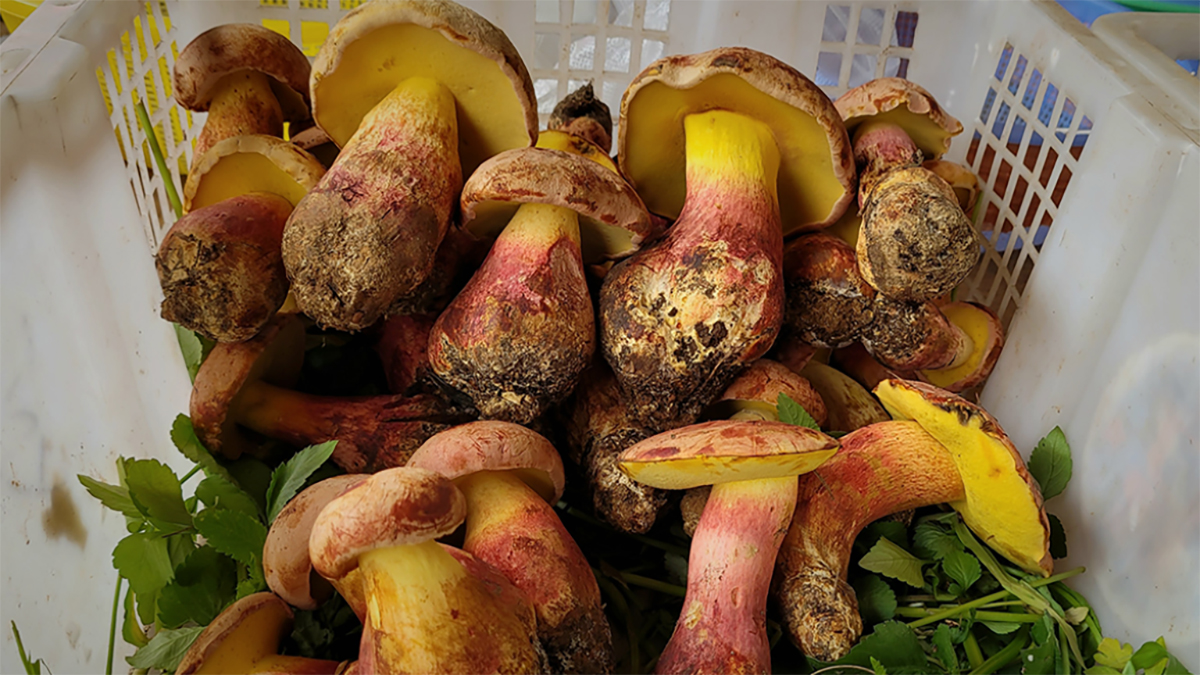 Brun riskkremla (Russula integra)