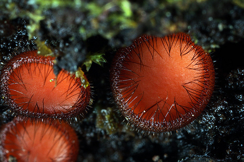 Ortak Kirpikli Kupa Mantarı (Scutellinia scutellata)