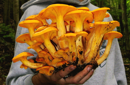 เห็ดแจ็คโอแลนเทิร์น (Omphalotus olearius)