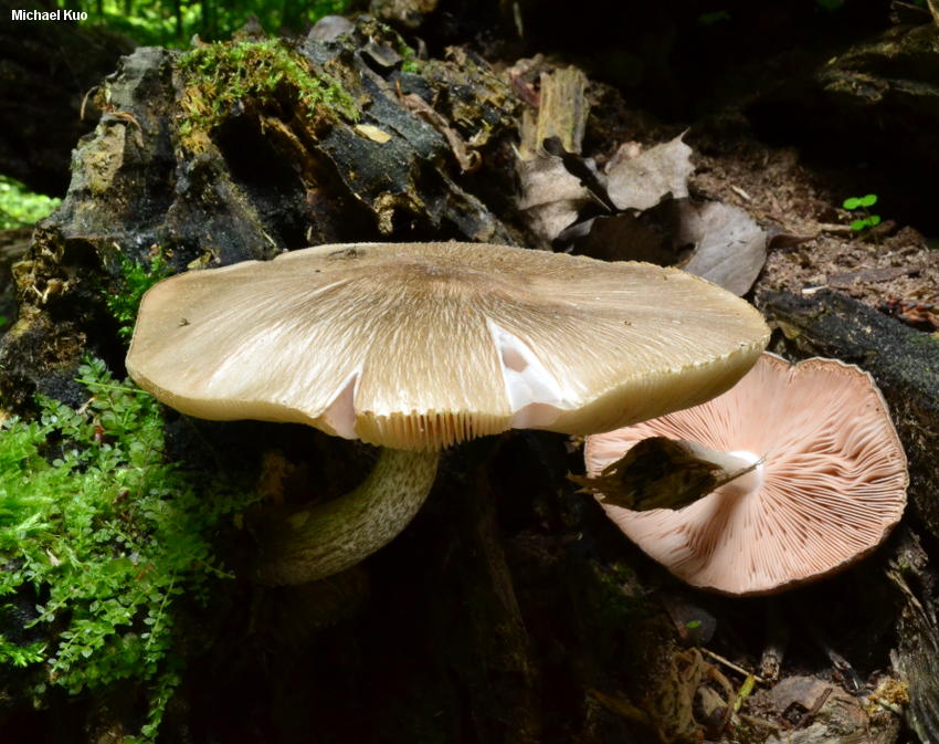 Jelenov vrganj (Pluteus cervinus)