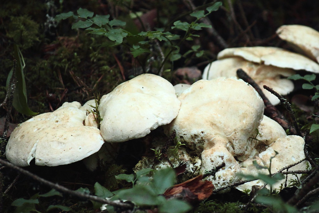 Fårticka (Hydnellum ferrugineum)