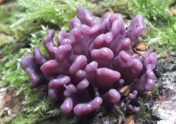 Пурпуровий желеподібний гриб (Ascocoryne sarcoides)