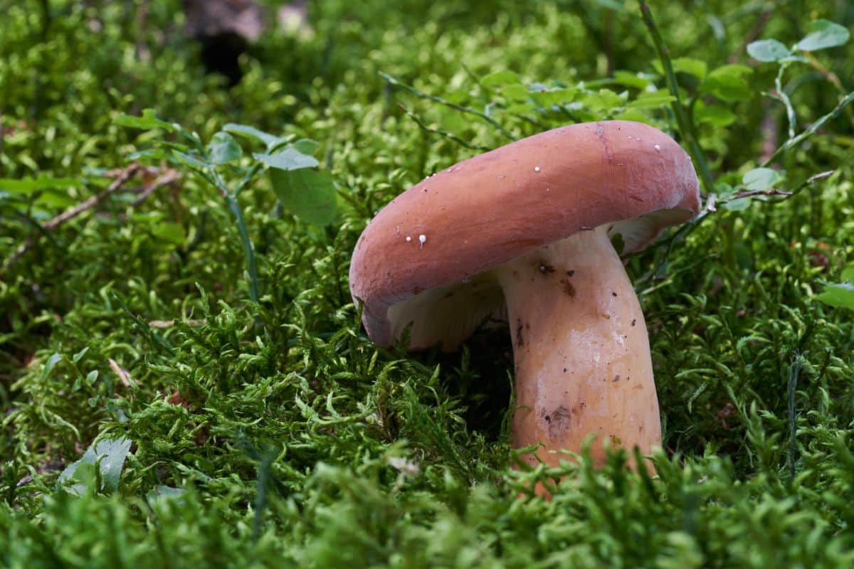 Ağlayan Sütlüce (Lactarius blennius)
