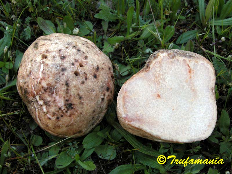 Пустельний трюфель (Terfezia arenaria)