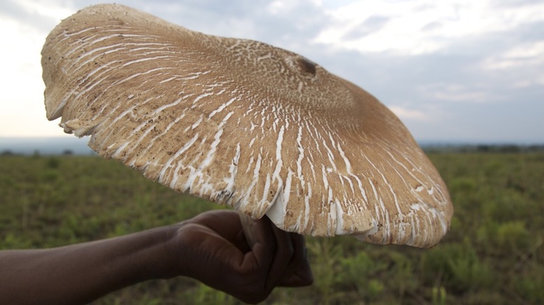 Velvet Milkcap (Lactarius vellereus)