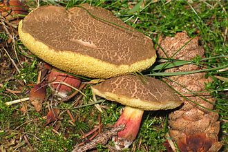 Kum Mantarı (Suillus variegatus)