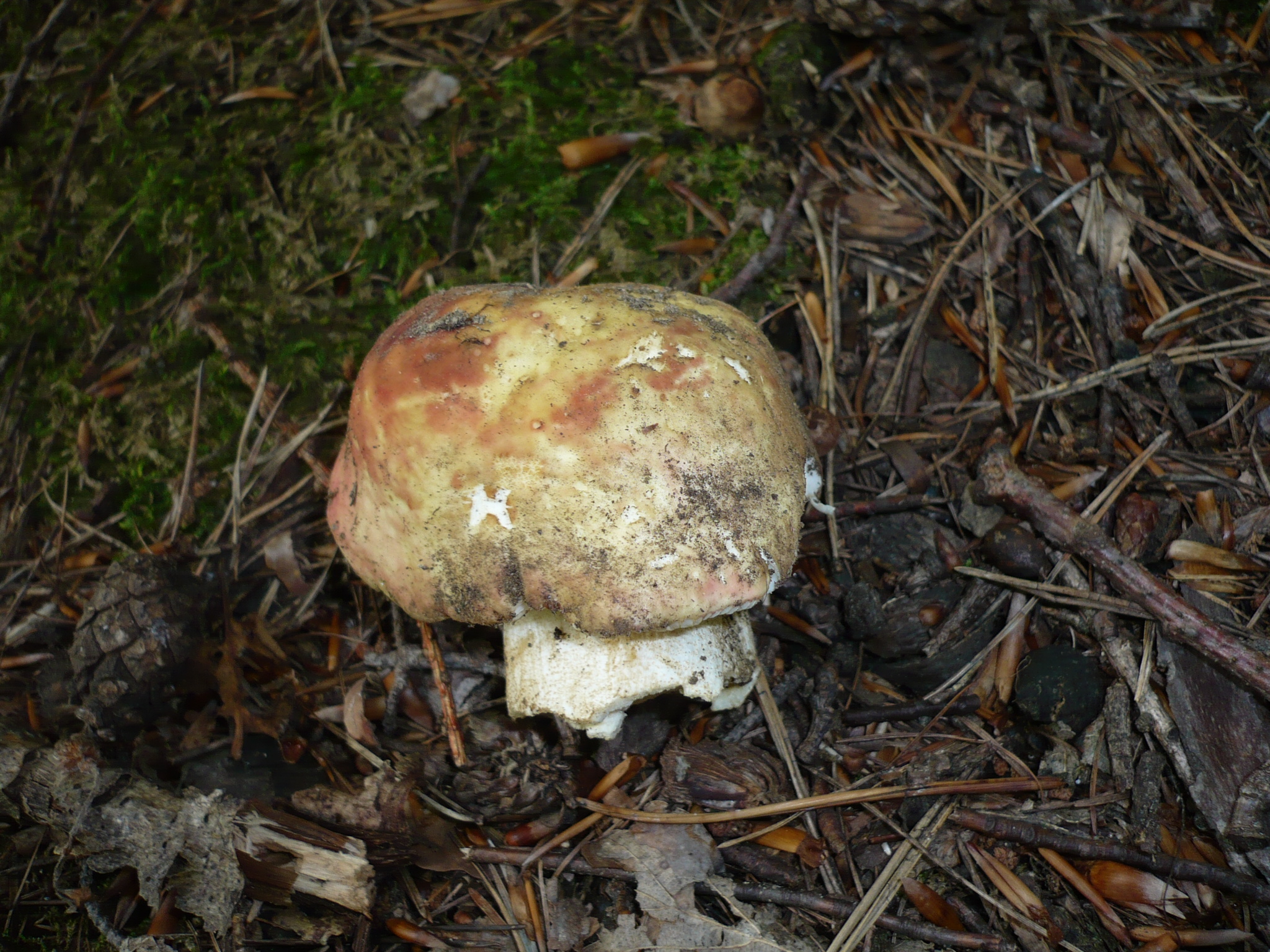 天竺葵气味红菇 (Russula faginea)