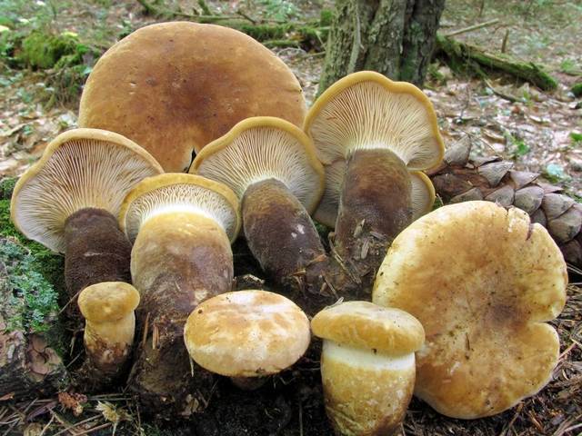 Olšovka slizká (Tapinella atrotomentosa)