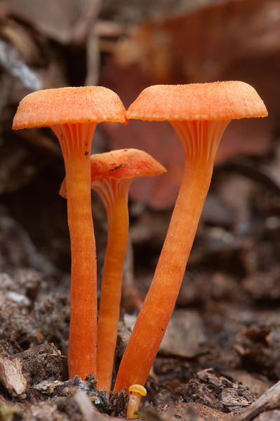 Kantarellvaxskivling (Hygrophorus cantharellus)