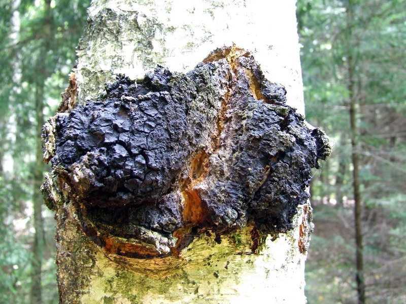 Chaga Mantarı (Inonotus obliquus)